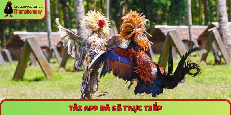 Tải app đá gà trực tiếp - Xem mỗi ngày, cược cực đã 4 Tải app đá gà trực tiếp