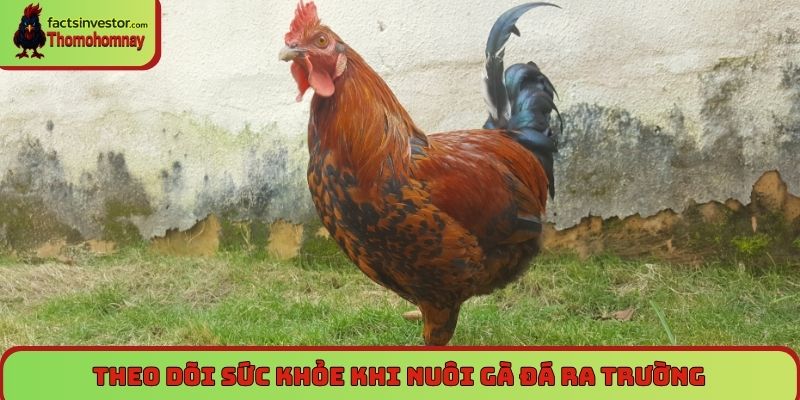 Nuôi gà đá ra trường - Bí quyết vỗ béo, tăng lực sung mãn 7 Theo dõi sức khỏe khi nuôi gà đá ra trường