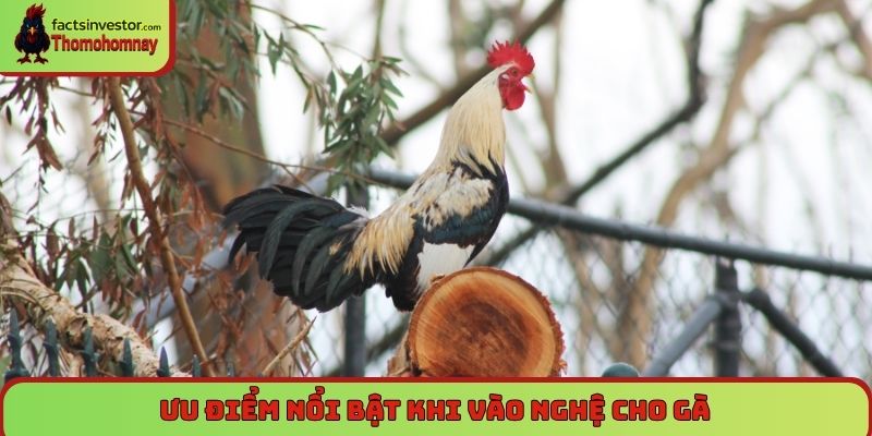Bí quyết vào nghệ cho gà chọi - Da đỏ, săn chắc, sung mãn 5 Ưu điểm nổi bật khi vào nghệ cho gà