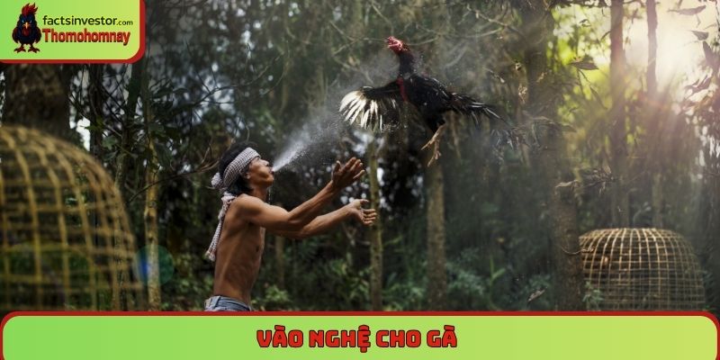 Bí quyết vào nghệ cho gà chọi - Da đỏ, săn chắc, sung mãn 4 Vào nghệ cho gà chọi
